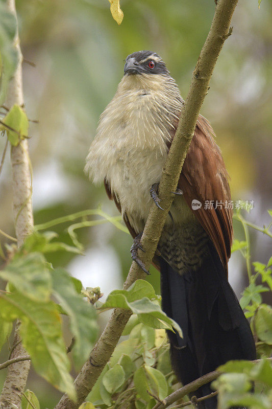 White-browed Coucal